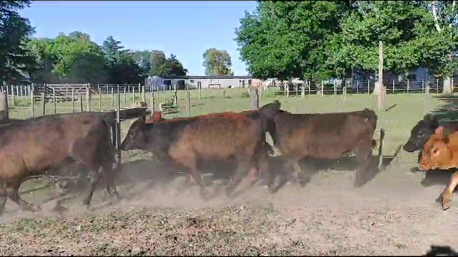 Lote 33 Terneros/as en Brandsen, Buenos Aires