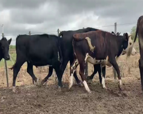 Lote Novillos y Vaquillonas