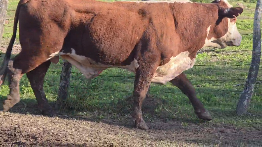 Lote 9 Toros de invernar
