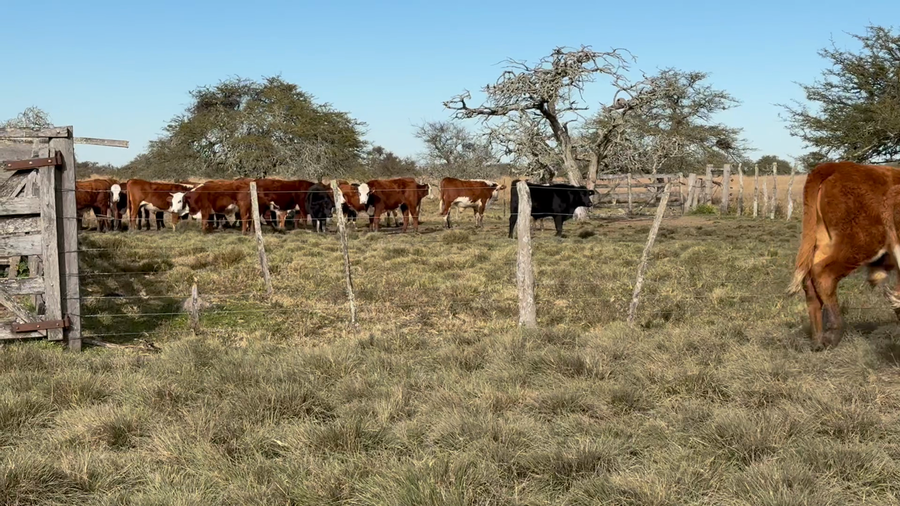 Lote 45 Novillos