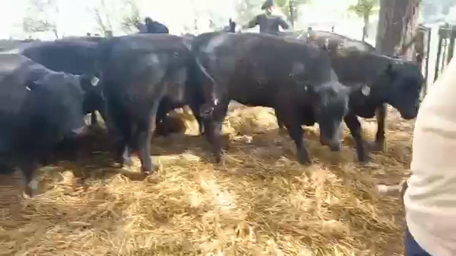 Lote "Corral 20 Vaq. PC para entorar ""Arandu"""