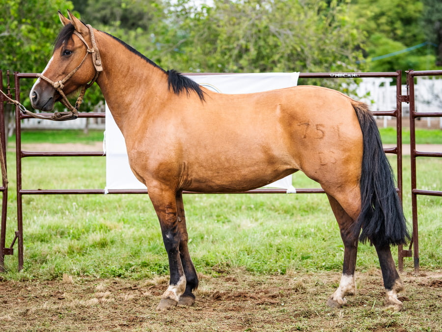 Lote SIRIGOTE CHICANA