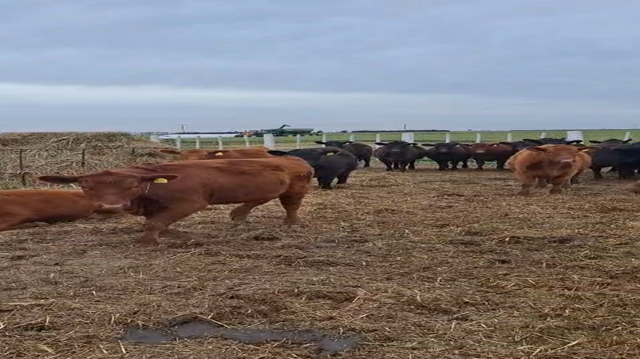 Lote 20 Vaquillonas Angus en Col. Iturraspe, Córdoba