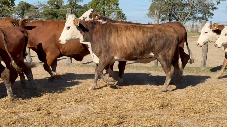 Lote 27 Vacas de invernar en Corrientes, Paso de Los Libres