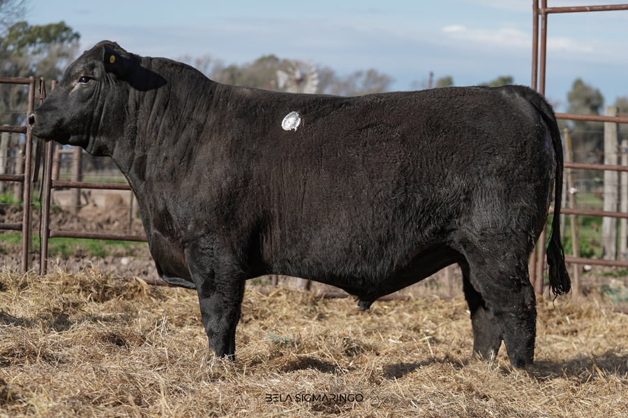 Lote TOROS ANGUS  PP