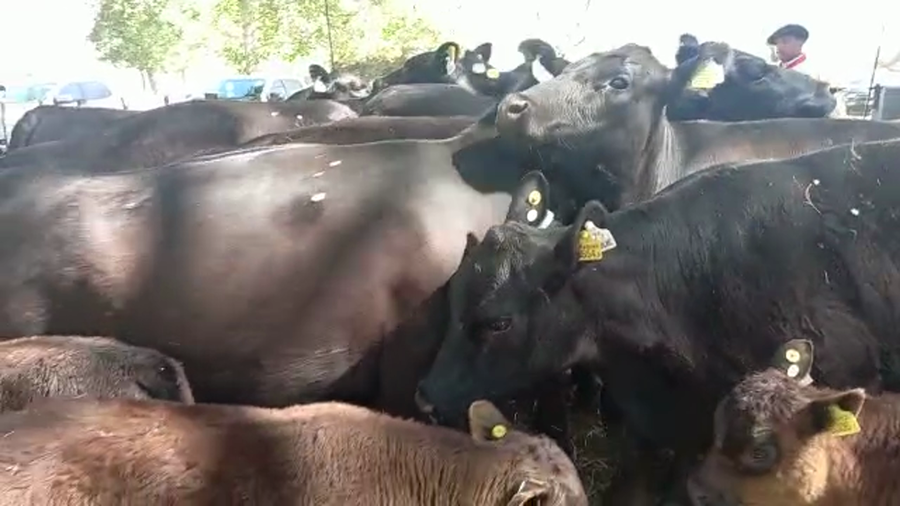 Lote "Corral 8 Vaq. AA PC ""Est. La Negra"""