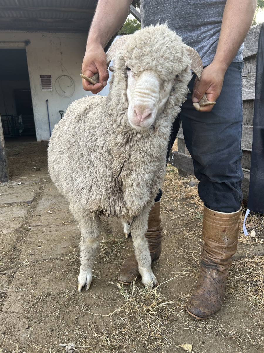 Lote Borrego 2D (MO: Si)