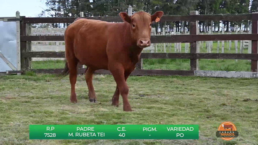 Lote TOROS DE 18 MESES
