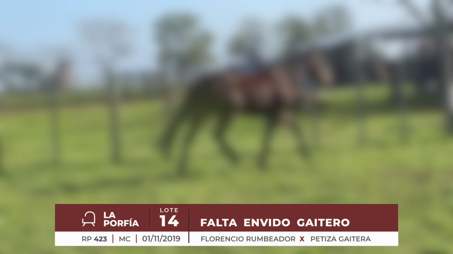 Lote FALTA ENVIDO GAITERO