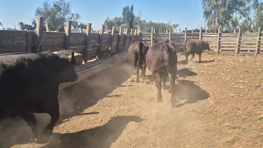 Lote 45 Novillo Gordo en Pelarco, VII  Región Maule