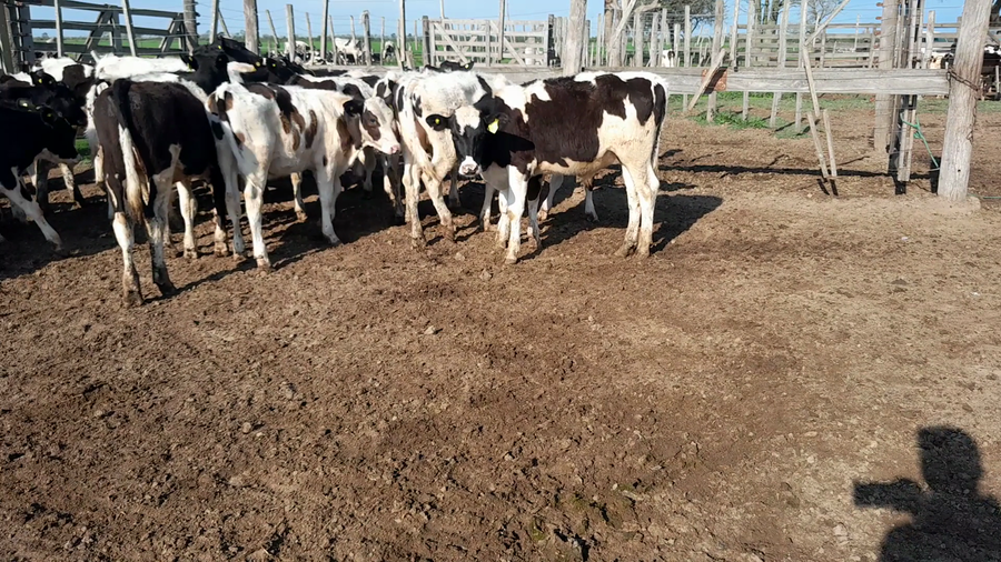 Lote 30 Terneros Holando Argentino en Brinkmann, Córdoba