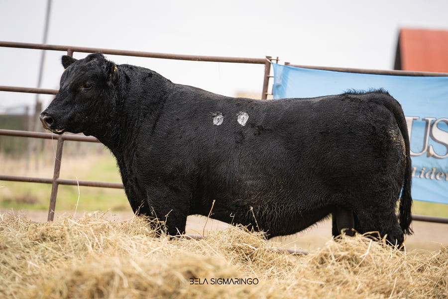 Lote TOROS ANGUS  PP