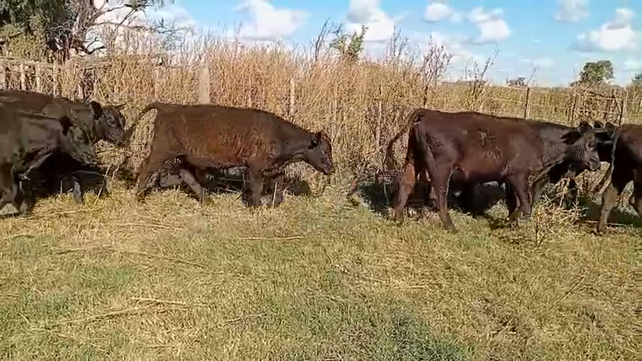 Lote 24 Terneros/as en 9 de Julio