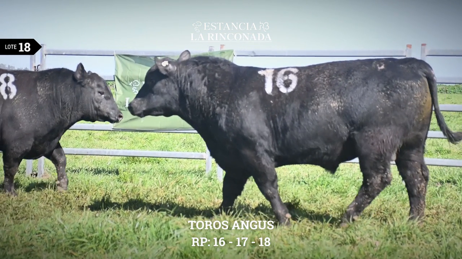 Lote TOROS ANGUS N