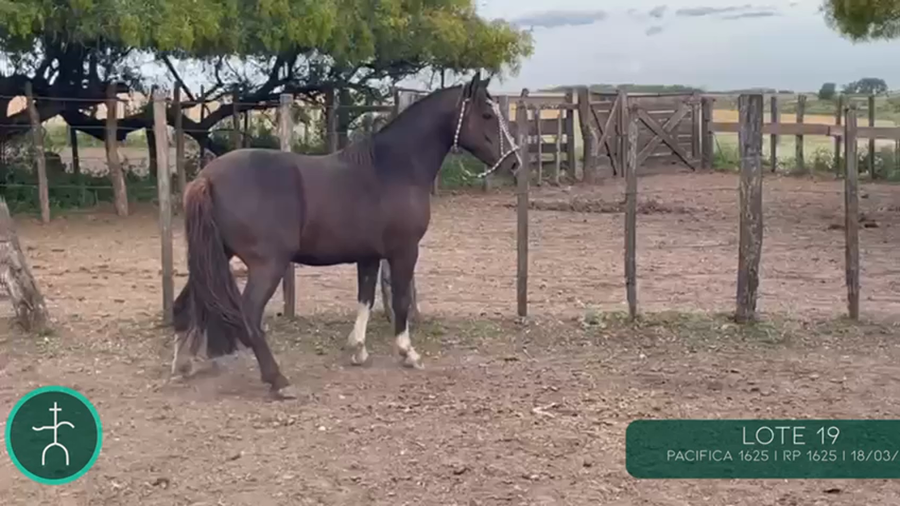 Lote PACIFICA 1625