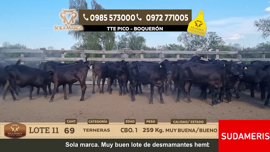 Lote Lote 11