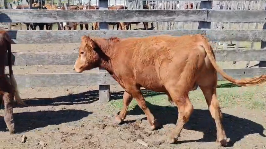 Lote 2 Toros a remate en Pantalla Camy - Aniversario 31 Años 300kg - , San José