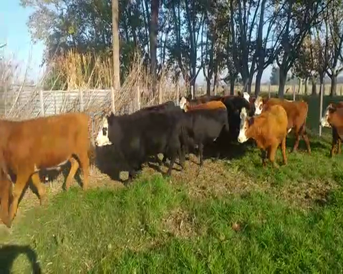 Lote 16 Novillitos y vaquillonas en Pirovano, Buenos Aires