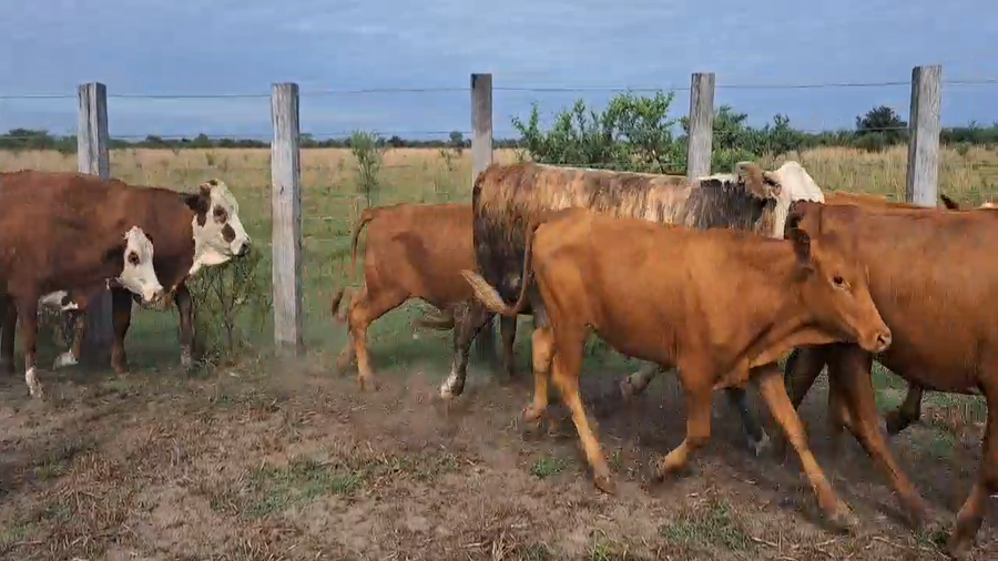 Lote 52 Novillitos