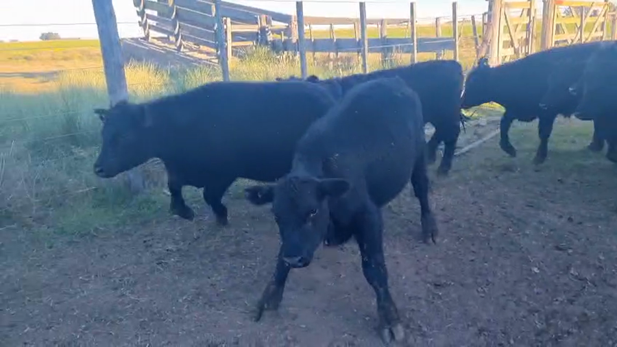 Lote 25 Terneros en Tres Arroyos