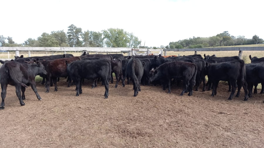 Lote SAENZ VALIENTE, BULLRICH Y Cia. S.A.