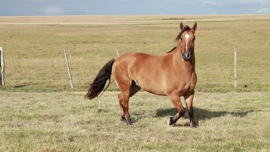 Lote TERRON Ornela 22