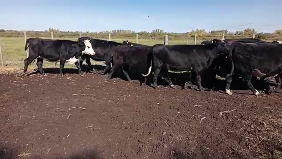 Lote 15 Vaquillonas 1 a 2 años angus y cruza a remate en 4to remate ENTRE MARTILLOS 390kg -  en camino de la costa