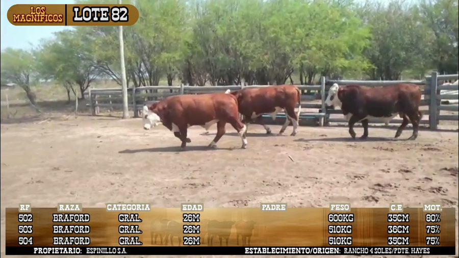 Lote LOTE 82- POR PANTALLA