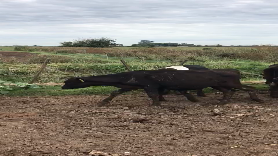 Lote Terneras- Wilma Carrara