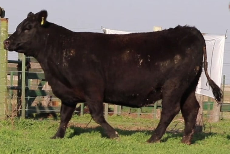 Lote VAQUILLONAS CON CRIA SANTA ROSA