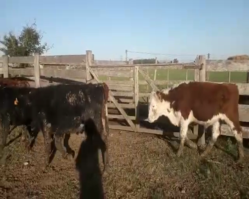 Lote 15 Terneros 180kg - , San José