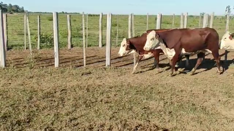 Lote 110 Vacas nuevas Preñadas en Pirané, Formosa