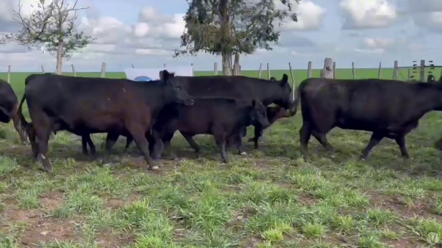Lote 40 vacas con 40 crías al pie
