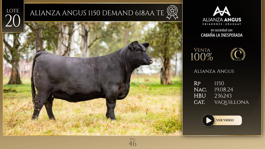 Lote ALIANZA ANGUS 1150 DEMAND 618AA TE