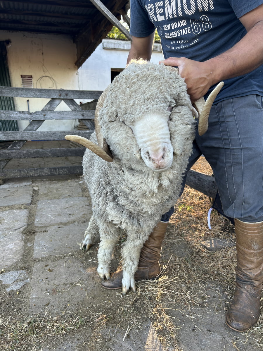 Lote Borrego 4/6D (MO: Si)