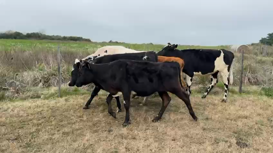 Lote VAQUILLONAS 1 a 2 AÑOS