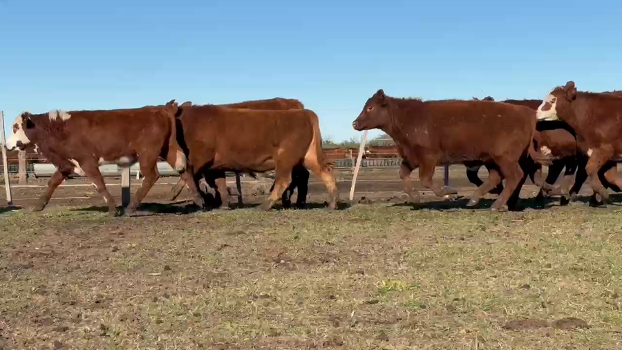 Lote 150 Novillitos en Entre Ríos, San Jaime