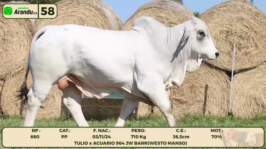 Lote LOTE 58