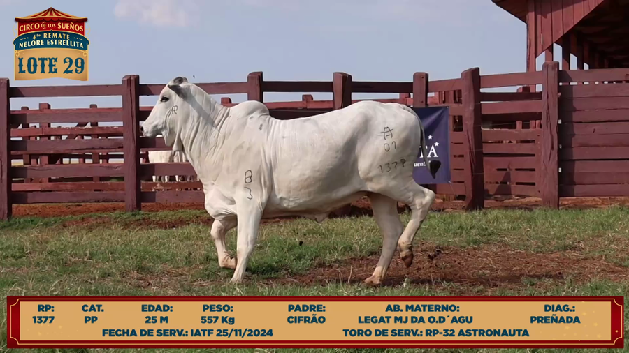 Lote LOTE 29