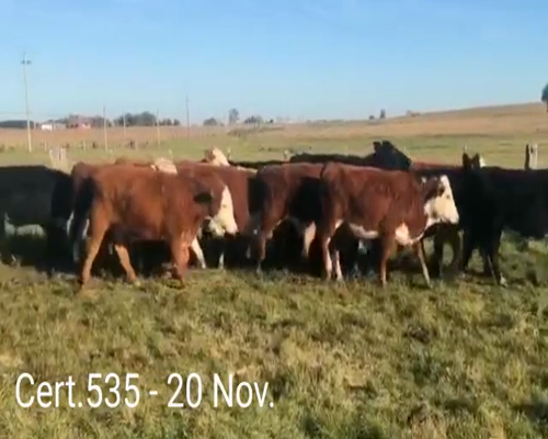 Lote (Vendido)20 Novillos  7 HE - 8AA/ HE - 4RA/ HE - 1AA/  NO a remate en Remate virtual de Coco Morales & Asoc. 310kg -  en A 10 KM DE SAN JACINTO.