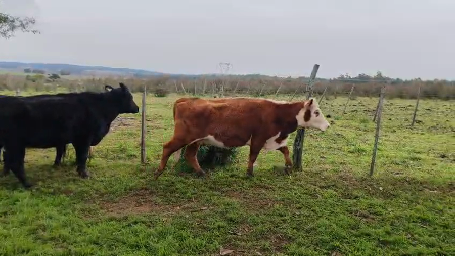 Lote 24 Vacas