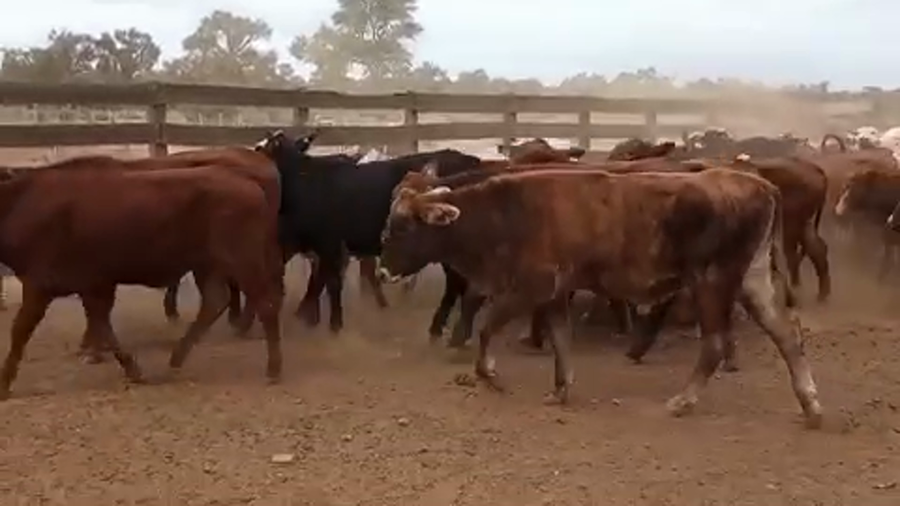 Lote 75 Novillitos en J.J. Castelli, Chaco