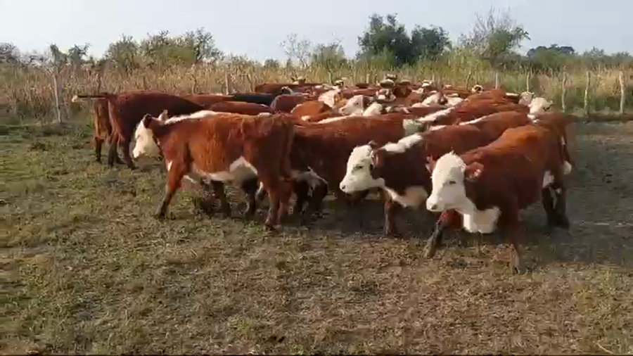 Lote 75 Terneros en Federal, Entre Ríos