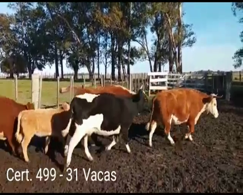 Lote (Vendido)33 Vacas de Invernada 16 HE - 2CH - 1 HO - 3AA/ HE - 12 RA/ HE a remate en Remate virtual de Coco Morales & Asoc. 409kg -  en   A 16 KM DE EGAÑA Y 60 KM DE MERCEDES