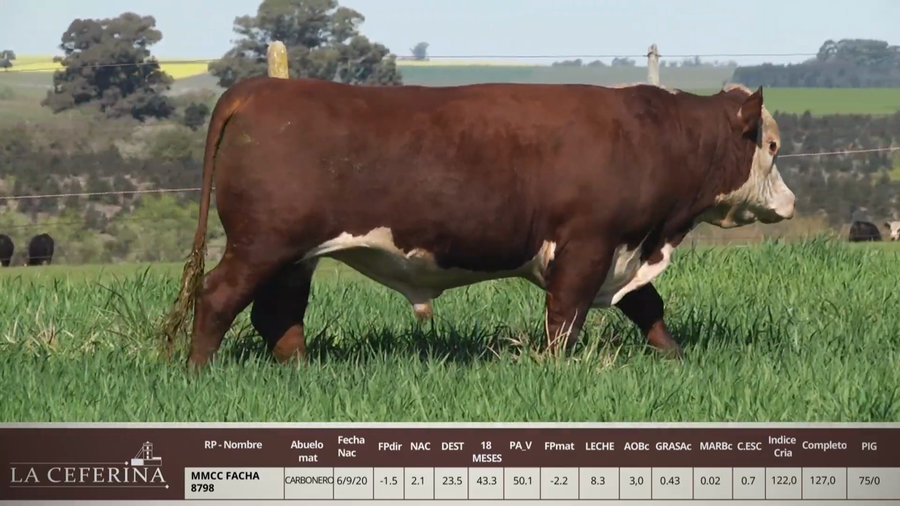 Lote MMCC FACHA 8798