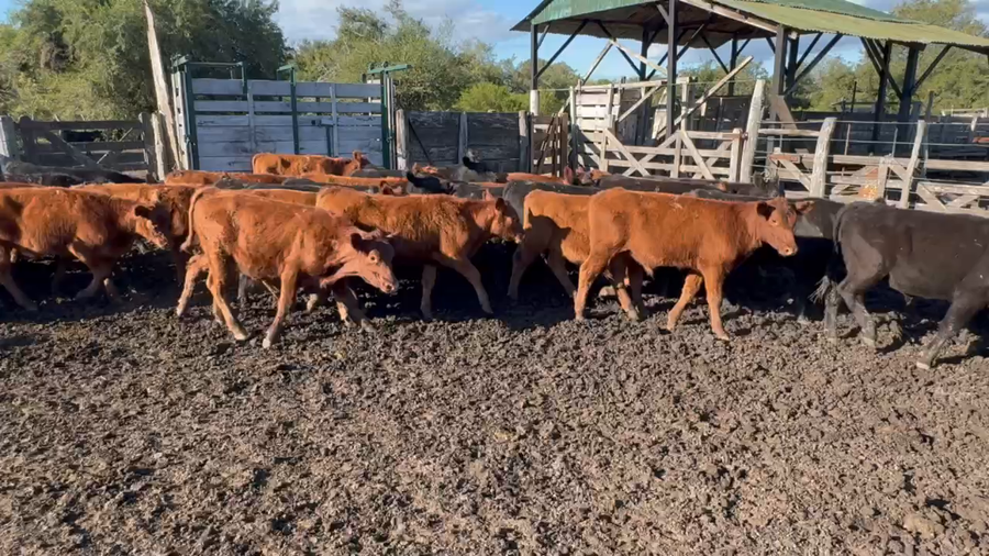 Lote 180 Terneros en Villaguay, Entre Ríos