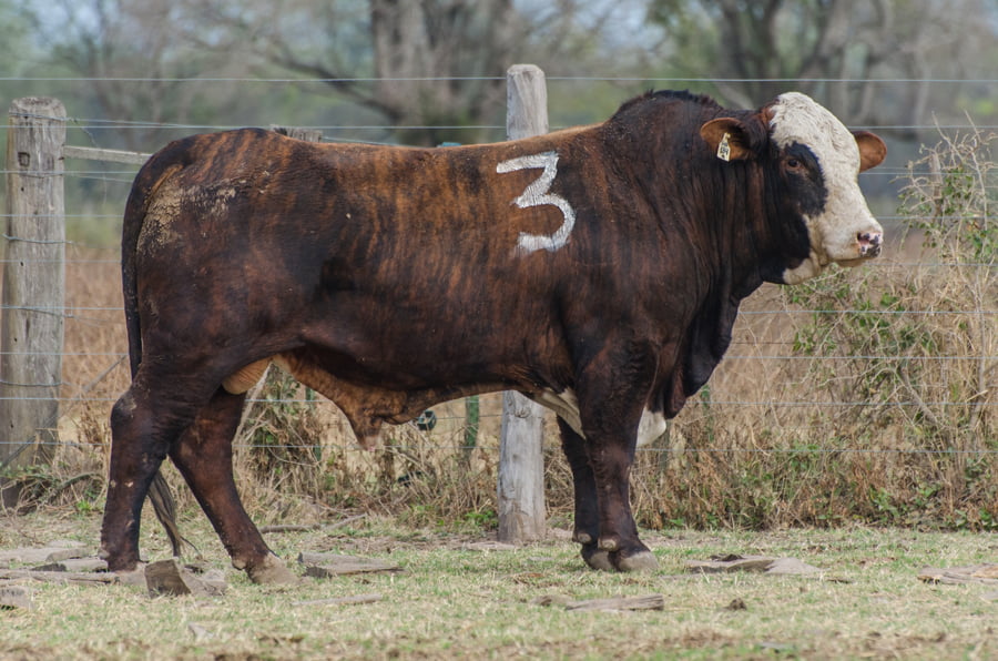 Lote Corral 14/15 - CABAÑA MILENA