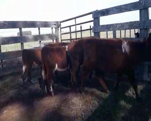 Lote 7 Terneras HEREFORD a remate en Pantalla Camy 135 - 150kg - , San José