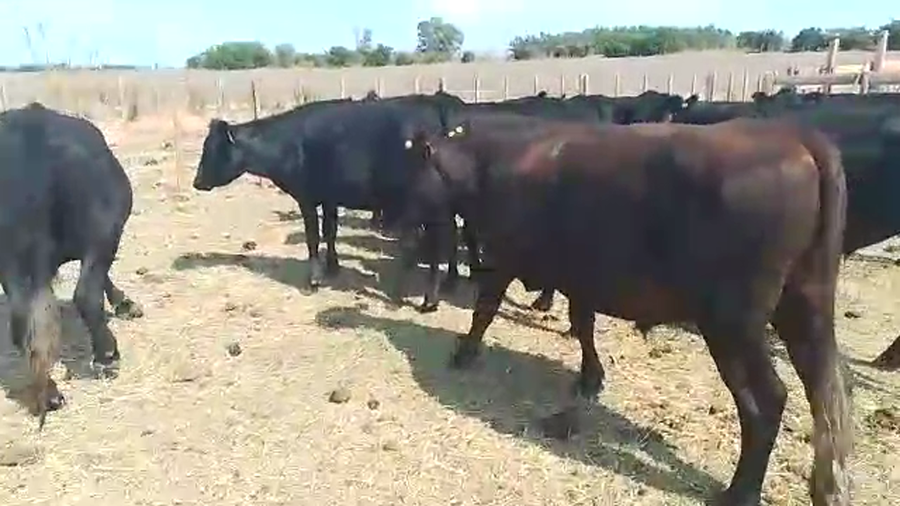 Lote 12 Novillos AA a remate en Pantalla Camy - Liquidación de Estancia en Pavon