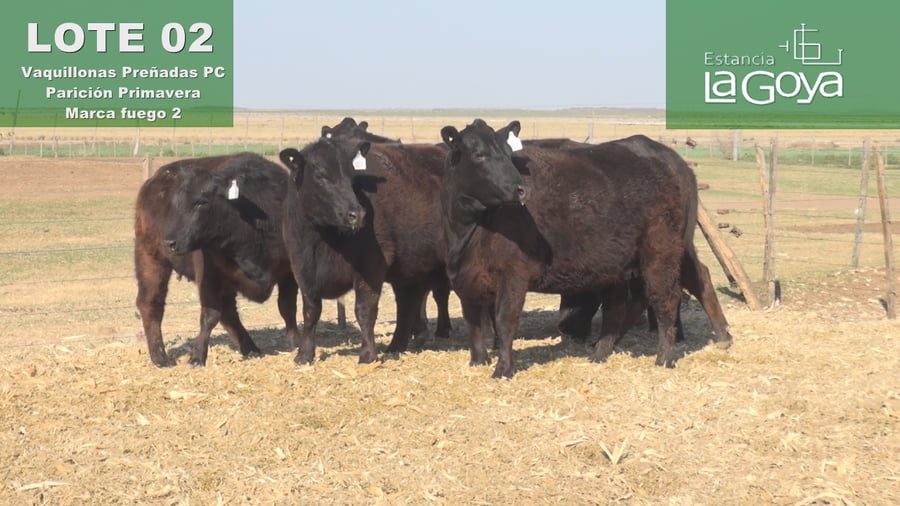 Lote VAQUILLONAS PREÑADAS PC PARICIÓN PRIMAVERA